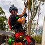 Image result for Person Climbing Tree