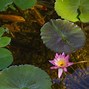 Image result for Water Garden Plants