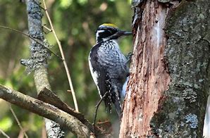 Image result for Picoides Picidae