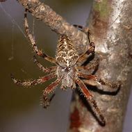 Image result for Araneus Nordmanni Spider Identification Chart