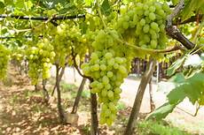 uva da tavola uva nera da tavola frudis uva da tavola uva nera da tavola frudis