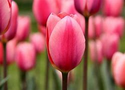 Image result for Pastel Pink Tulips 1115 JPEG