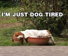 Image result for Beat Dog Tired Meme