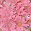 Image result for Light Pink Daisy