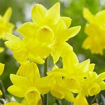 Image result for Narcissus Sunlight Sensation