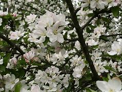 Image result for Apple Tree in Bloom in CT