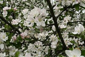 Image result for Apple Tree in Bloom