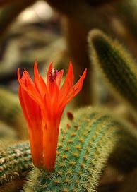 Image result for Tall Cactus