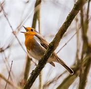 Image result for The Birds Are Chirping
