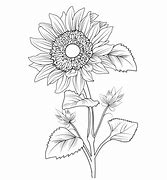 Image result for Happy Birthday Ssunflowers