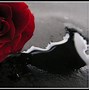 Image result for Black Rose in a Cup of Blood