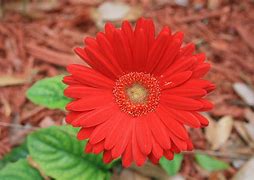 Image result for Valats Flowers