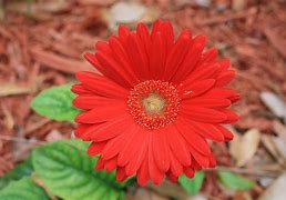 Image result for 8 Flowers