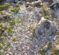 Image result for Small White Rocks