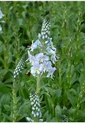 Image result for Veronica gentianoides Minor