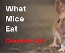 Image result for Mice Favorite Food