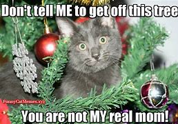 Image result for Cat Si De Eye at Christmas Tree Meme