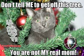 Image result for OH Christmas Tree Cat Meme