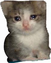 Image result for Sad Cat Meme Transparent