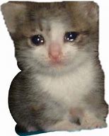 Image result for Crying Cat Drawing Meme