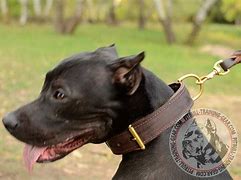 Image result for Pit Bull Terrier Collars