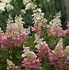 Image result for Hydrangea paniculata Pinky Winky
