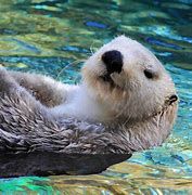 Image result for Endangered Ocean Animals Cute