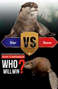 Image result for Otter vs Muskrat