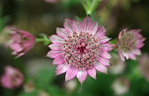 Image result for Astrantia major Pisa