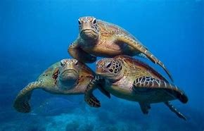 Image result for Green Sea Turtle Funny