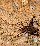 Image result for Flying Crickets Pictures