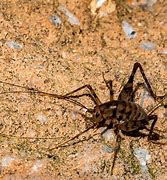 Image result for Texas Crickets