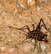 Image result for Cricket Small Animal