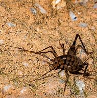 Image result for Cricket Insect Jumping