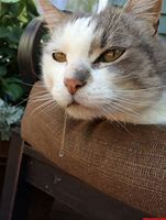 Image result for Cat Drooling Funny