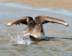 Image result for Pelican Hunts Fish