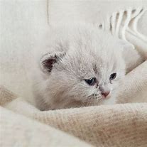 Image result for Cute Grey Kittens