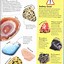 Image result for Rocks and Minerals Book