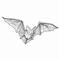 Image result for Bat Wings Drawing Side View