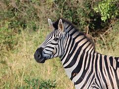 Image result for Pintrest Zebra RFID Printer