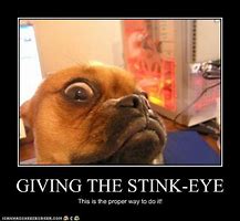 Image result for Stink Eye Cat Meme
