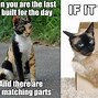 Image result for Bored Cat Meme