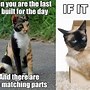Image result for Apple Cat Meme