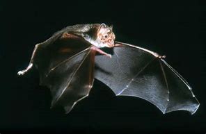 Image result for Vampire Bat Side View