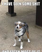 Image result for Meme Dog Breed