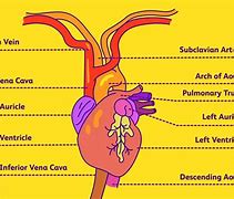 Image result for Subclavian Artery
