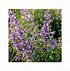 Image result for Nepeta faassenii (x) Six Hills Giant