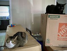 Image result for Moving Cat Screensaver