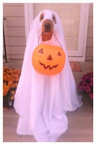 Image result for Spirit Halloween Dog Bat Costume