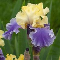Image result for Iris germanica Edith Woolfort